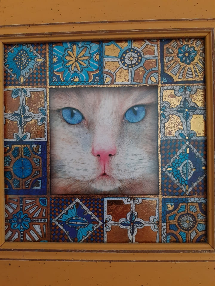 chat aux yeux bleux