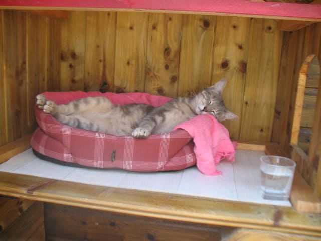 daly en pleine sieste ollainville sieste daly